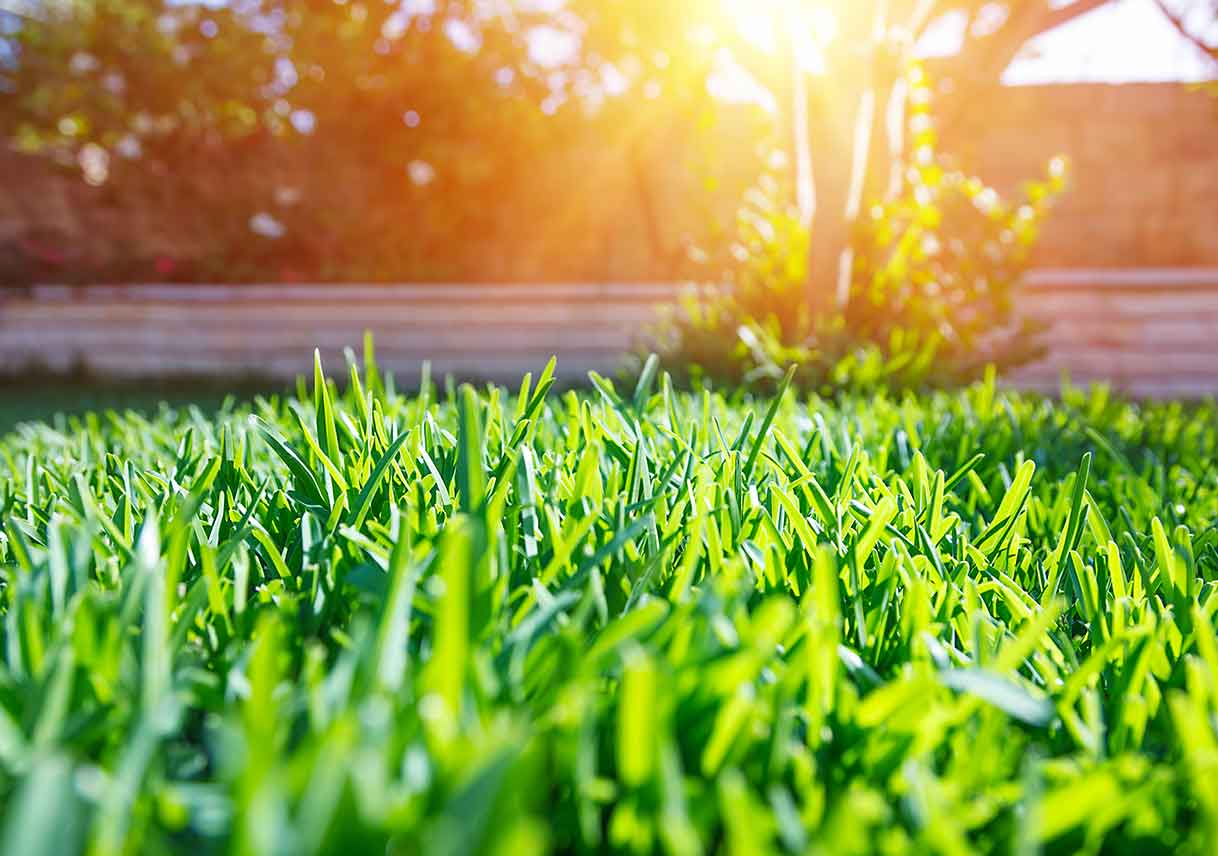 How to Keep Your Lawn Healthy and Beautiful